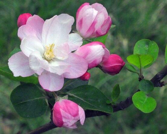 海棠花開(kāi)花時(shí)間，每年4-5月含苞綻放(春季)