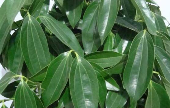 平安樹圖片，平安樹開花圖片