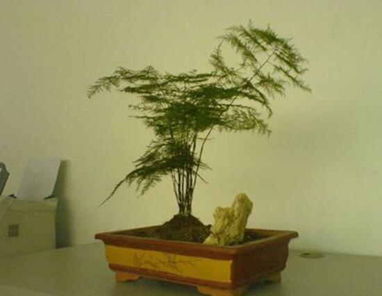 矮文竹怎樣養(yǎng)才能矮壯，五個(gè)小技巧使文竹一直低矮