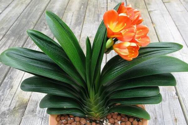 君子蘭開花后怎么處理，分為留種處理與不留種處理
