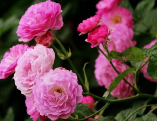 薔薇花有毒嗎，薔薇花可以種植在室內(nèi)嗎