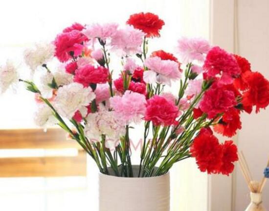康乃馨什么時候開花，康乃馨的花期多長