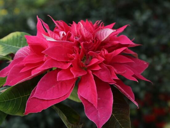 一品紅花期多長時(shí)間，一品紅花期長達(dá)100天(12月-次年2月)