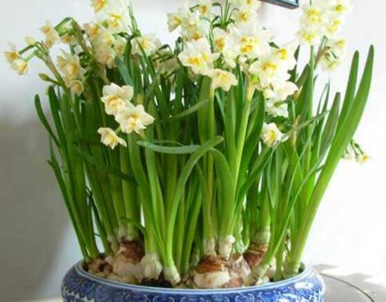 水仙花怎么養(yǎng)，水仙花養(yǎng)殖方法