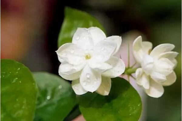 茉莉花如何移栽，做好這五步即可簡(jiǎn)單成活