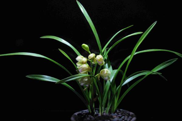 蘭花花苞發(fā)黑脫落怎么辦，多是施肥量大、澆水過(guò)多