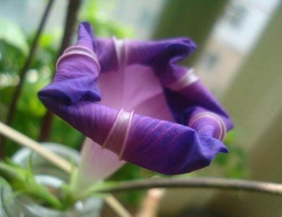 牽?；梢运鄦?，牽牛花水培方法