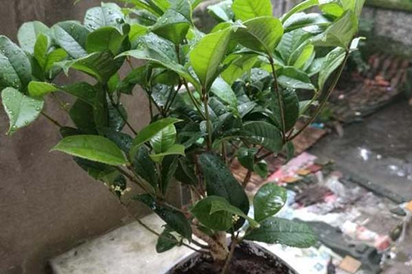 盆栽桂花的養(yǎng)殖方法和注意事項(xiàng)