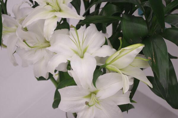 盆栽百合花怎么養(yǎng)，總結(jié)百合花養(yǎng)殖5大要點(diǎn)