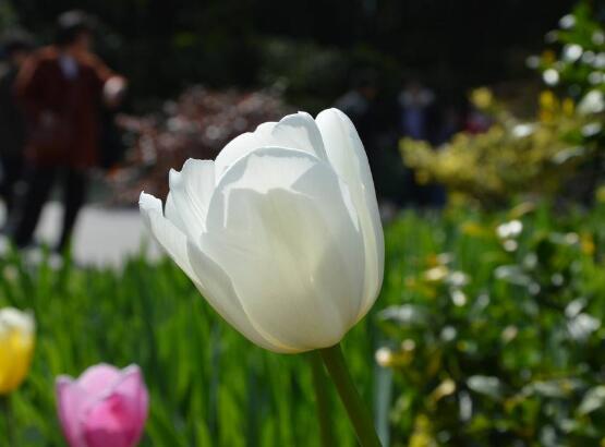 郁金香一直不發(fā)芽怎么辦，教你六個(gè)辦法輕松解決