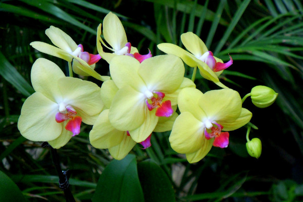 蝴蝶蘭小苗幾年能開(kāi)花