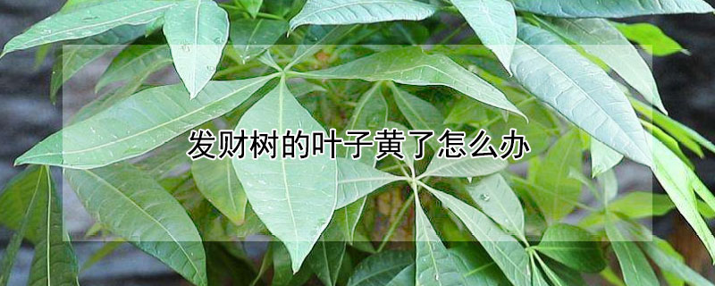 發(fā)財(cái)樹的葉子黃了怎么辦