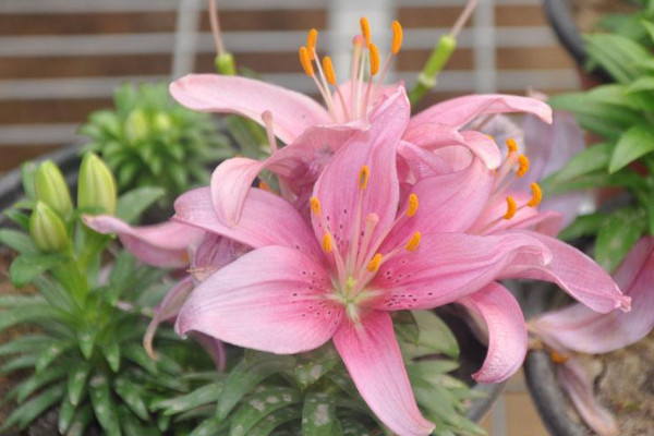 粉百合花語(yǔ)