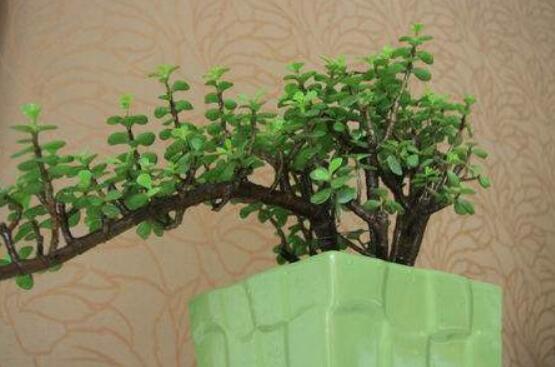 燕子掌不開(kāi)花怎么辦，做好以下五點(diǎn)花開(kāi)爆盆