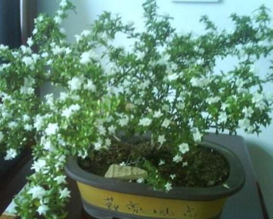 六月雪花期，六月雪花期持續(xù)達60天(5-7月份)