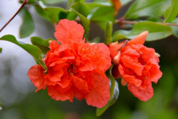 石榴花的花語(yǔ)和寓意