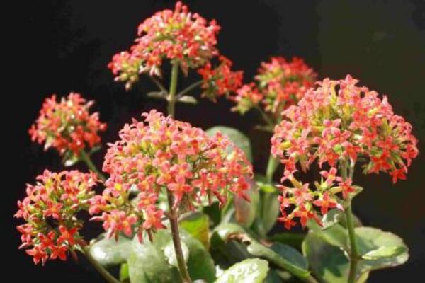 長壽花怎么養(yǎng)開花多，三個方面做好即可花開爆盆