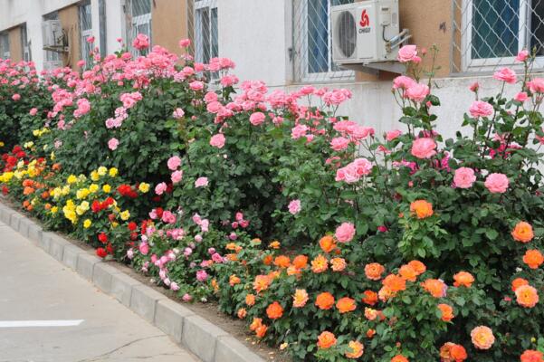 月季花掉葉子怎么回事，原因以及解決方法