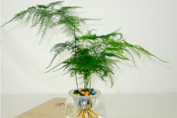文竹用什么水比較好，強烈建議澆木炭水（有吸附雜質(zhì)污漬功能）