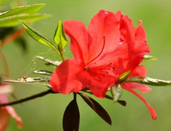 杜鵑花花后怎么修剪，老農(nóng)教你五大基本要點(diǎn)