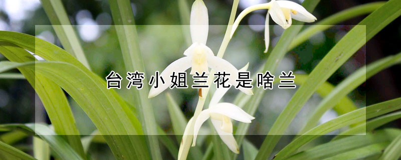 臺(tái)灣小姐蘭花是啥蘭