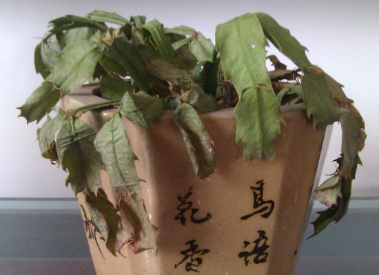 蟹爪蘭爛根了怎么辦，蟹爪蘭爛根處理及預(yù)防
