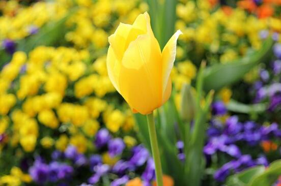 郁金香的花語是什么，郁金香享譽(yù)世界花后