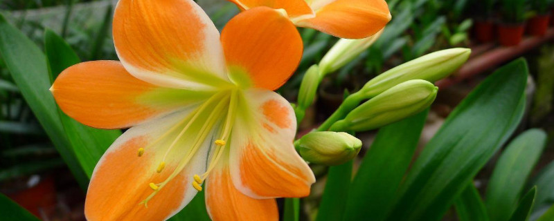 君子蘭切頭多久可以發(fā)芽