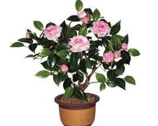 茶花適合在室內(nèi)養(yǎng)嗎，茶花對家里的風(fēng)水好嗎