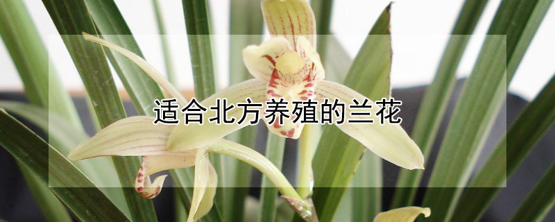 適合北方養(yǎng)殖的蘭花