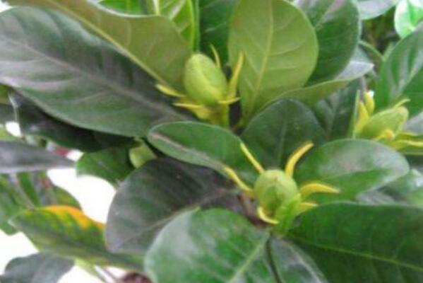 梔子花為什么不開花，5種原因以及處理方法