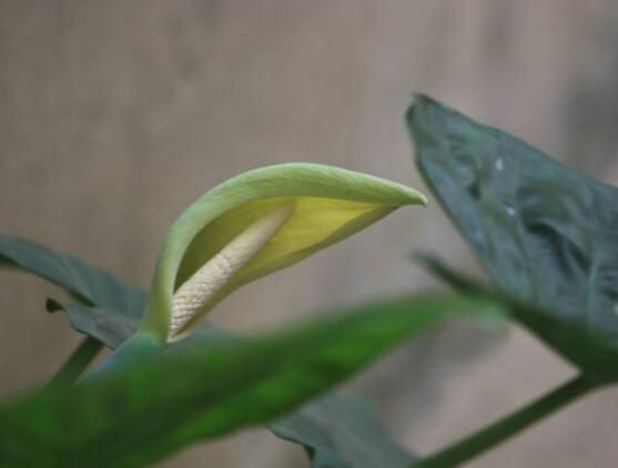 滴水觀音開花的寓意，寓意著花開富貴、合家幸福