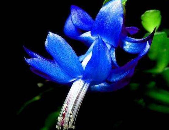 蟹爪蘭不開花怎么辦，做好六個(gè)要點(diǎn)花開爆盆