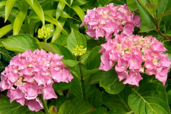 繡球葉子邊緣卷曲干枯，分析其原因并及時處理