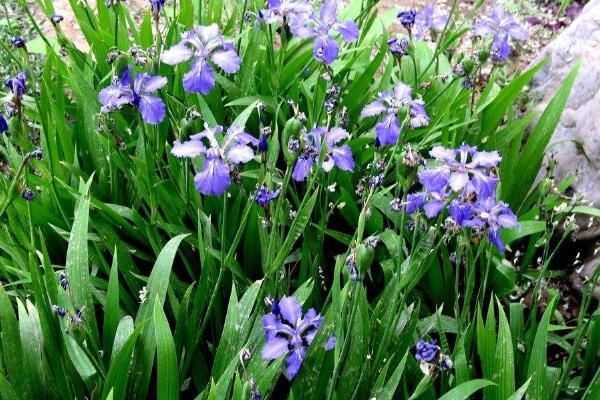 蘭花花苞發(fā)黑脫落怎么辦，多是施肥量大、澆水過(guò)多