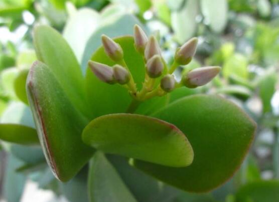 燕子掌不開(kāi)花怎么辦，做好以下五點(diǎn)花開(kāi)爆盆