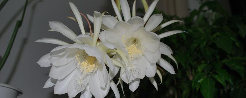 曇花葉子太長(zhǎng)怎么修剪