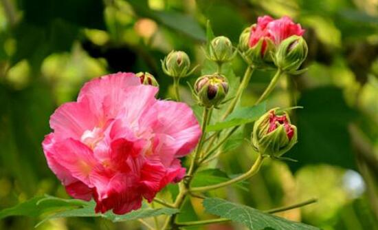芙蓉花怎么繁殖，芙蓉花的扦插方法