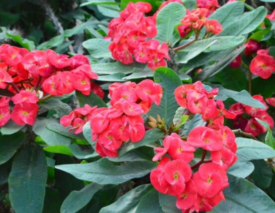 虎刺梅花期多少天，一年四季均可開花(養(yǎng)殖得當)