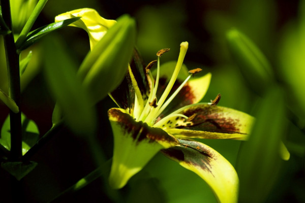 百合花的花語(yǔ)