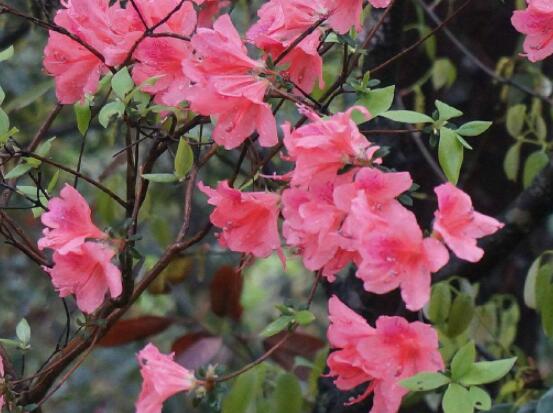杜鵑花葉子干枯怎么辦，四種原因以及解決辦法