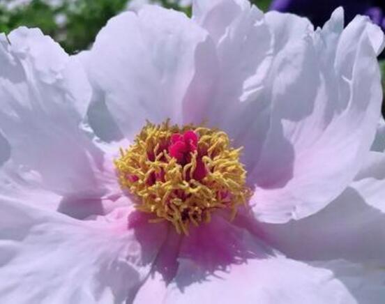 牡丹花可以水培嗎，牡丹花水培方法