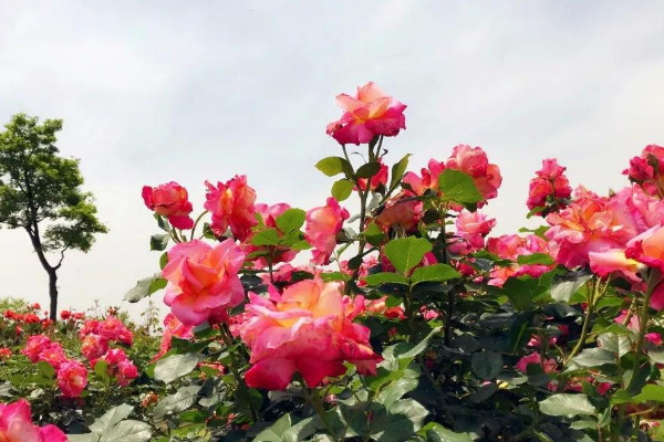 地栽月季花的養(yǎng)殖方法及注意事項(xiàng)