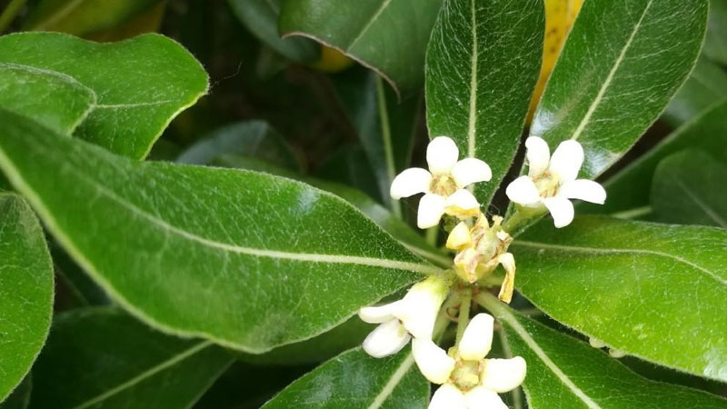 七里香什么時(shí)候開花