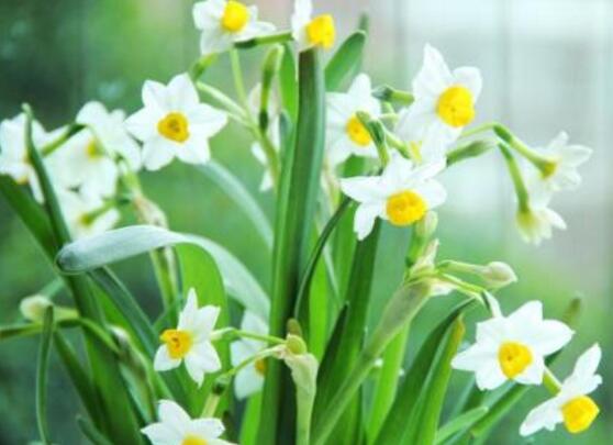 水仙花什么季節(jié)開花，水仙花花期在冬季開放