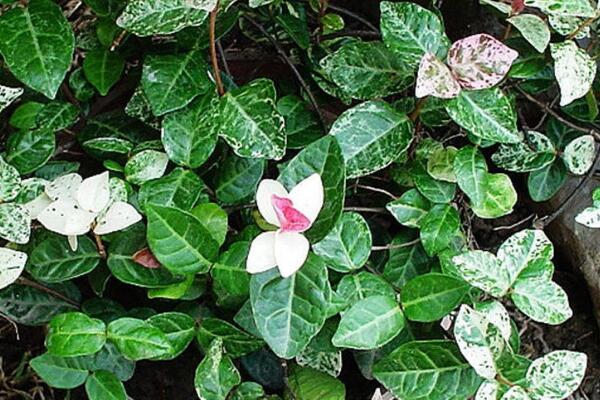 花葉絡(luò)石的寓意是什么