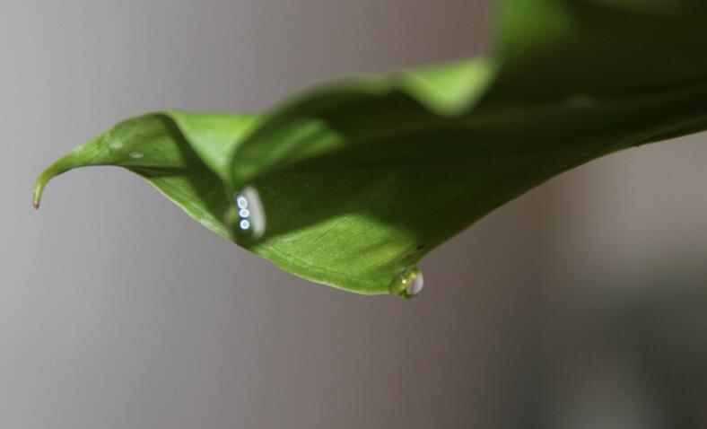 滴水觀音中毒怎么辦，中毒后的處理措施