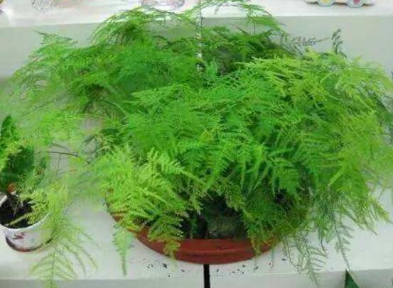 文竹瘋長(zhǎng)怎么辦，老農(nóng)歸納四個(gè)有效解決方法