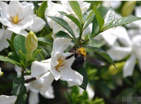 梔子花什么時候開花，梔子花開花期5月-8月