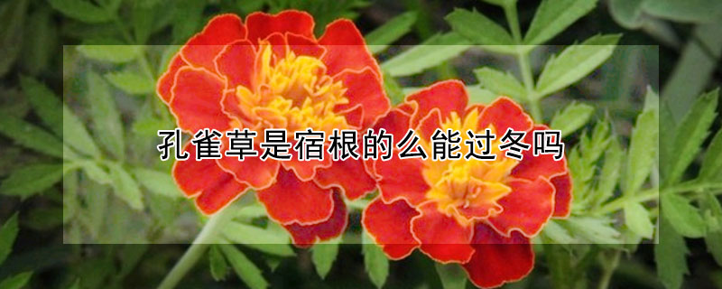 孔雀草是宿根的么能過(guò)冬嗎